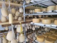 Käse/Masseria/Apulien/Italien