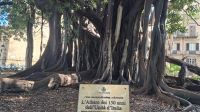 Ficus Magnoloide, großblättrige Feige, Palermo, Villa Garibaldi