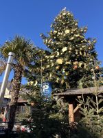 Weihnachts- & Silvesterreise Südtirol:  Bozen - Weihnachtsbaum & Palmen!