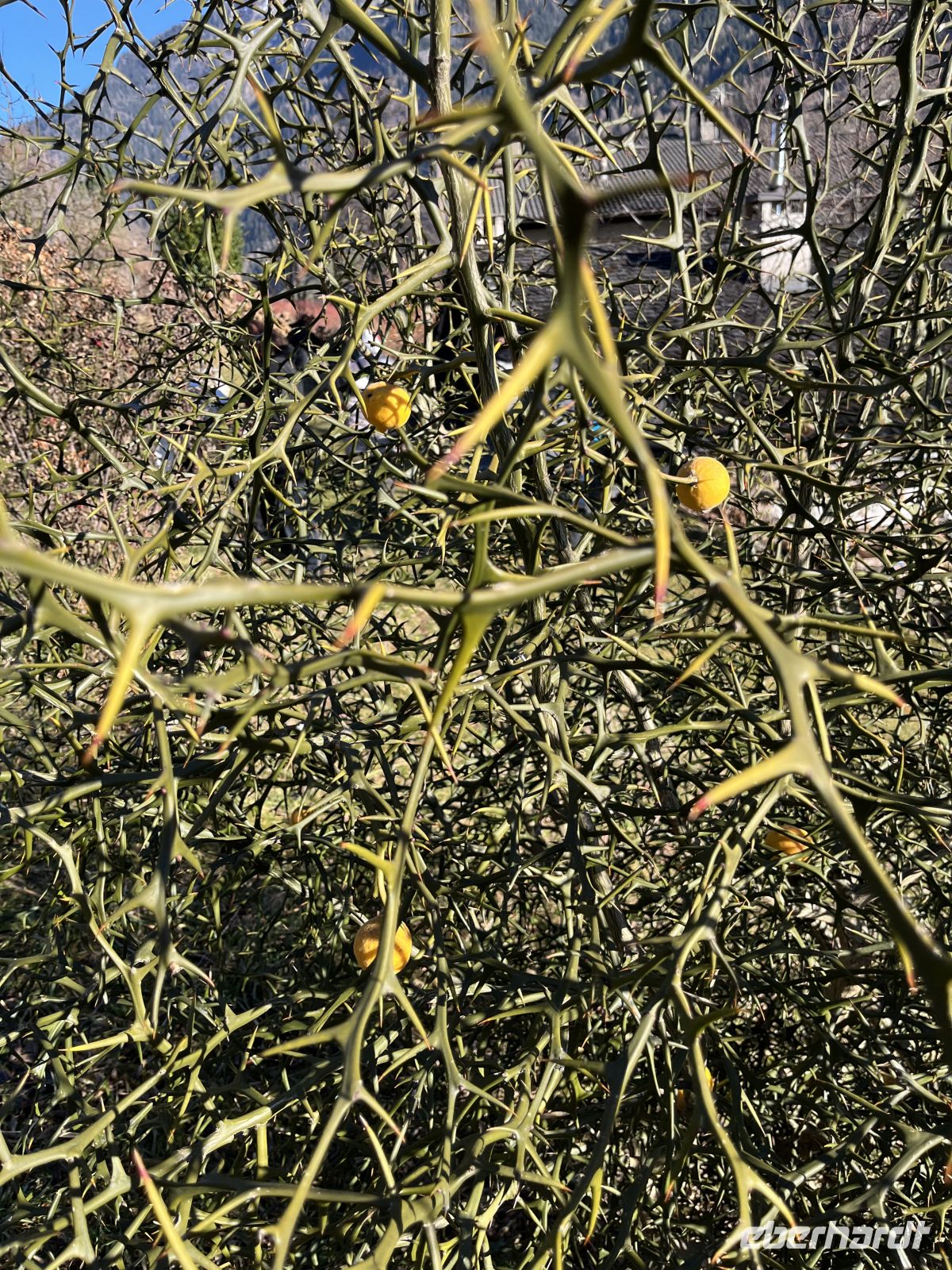 Weihnachts- & Silvesterreise Südtirol:  St. Martin zum Schildhof- Winterzitrone