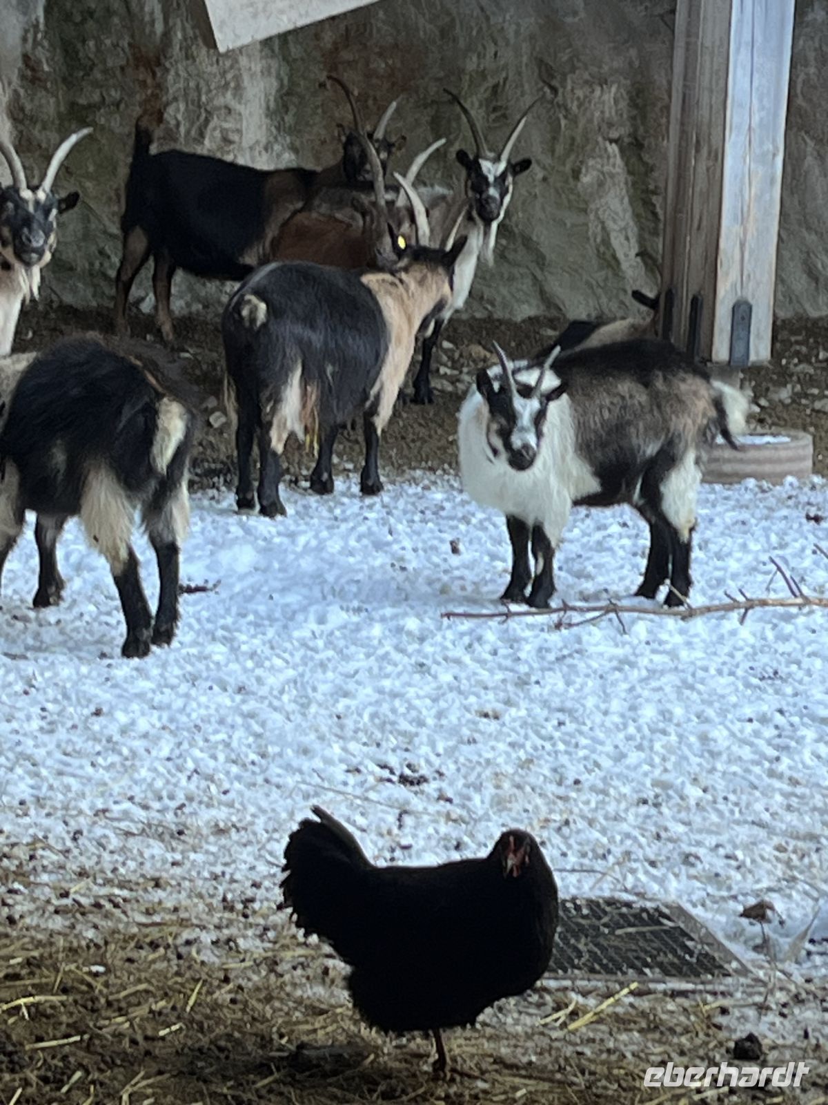 Weihnachts- & Silvesterreise Südtirol:  Moos- Pflegers Käserei