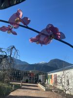 Weihnachts- & Silvesterreise Südtirol:  Orchideenwelt  Gargazon