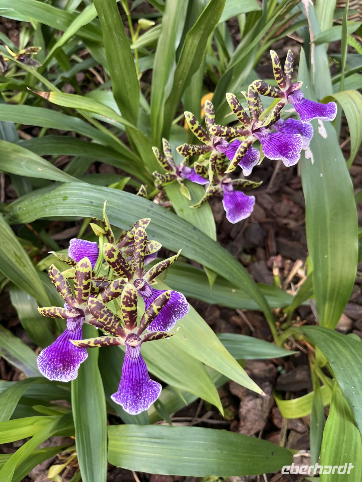 Weihnachts- & Silvesterreise Südtirol:  Orchideenwelt  Gargazon