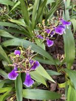 Weihnachts- & Silvesterreise Südtirol:  Orchideenwelt  Gargazon