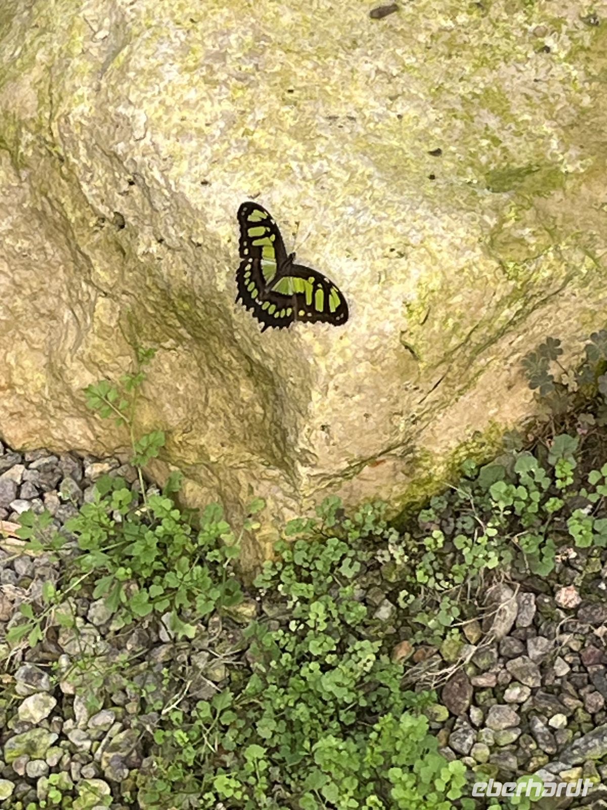 Weihnachts- & Silvesterreise Südtirol:  Orchideenwelt  Gargazon -ein Übriggebliebener