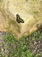 Weihnachts- & Silvesterreise Südtirol:  Orchideenwelt  Gargazon -ein Übriggebliebener