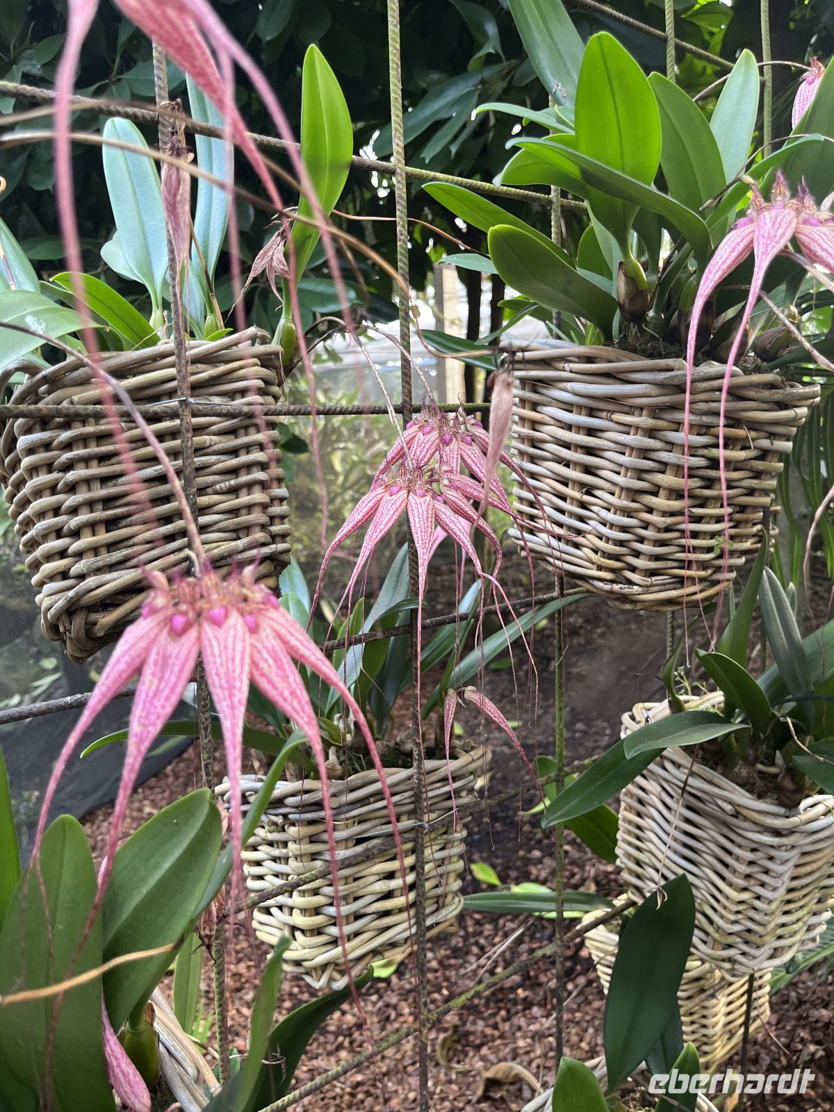 Weihnachts- & Silvesterreise Südtirol:  Orchideenwelt  Gargazon