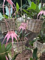 Weihnachts- & Silvesterreise Südtirol:  Orchideenwelt  Gargazon