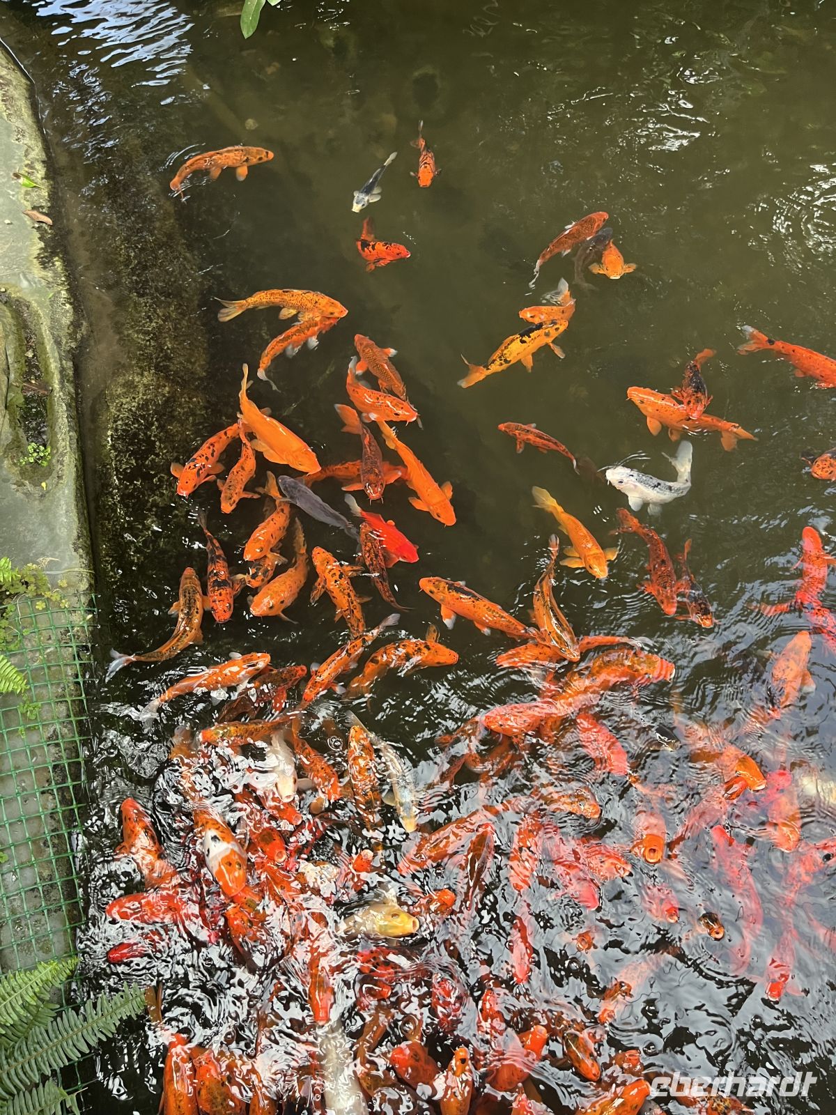Weihnachts- & Silvesterreise Südtirol:  Orchideenwelt  Gargazon