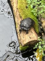 Weihnachts- & Silvesterreise Südtirol:  Orchideenwelt  Gargazon