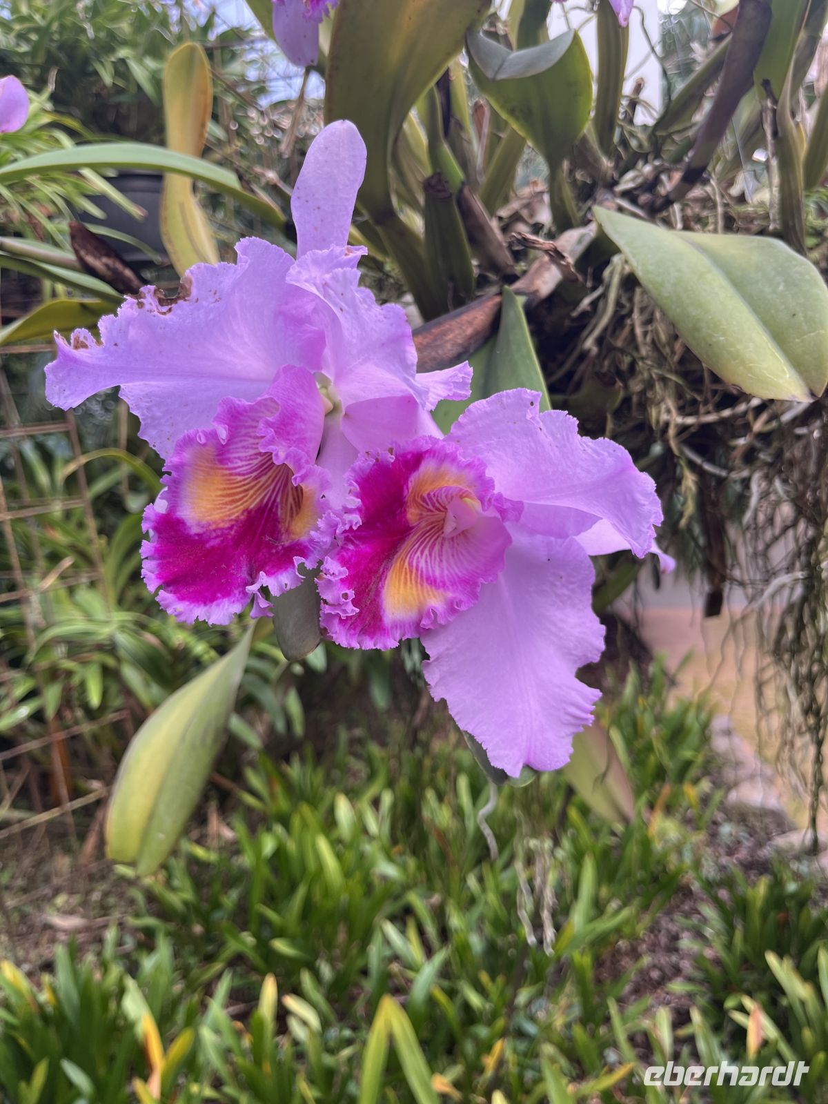 Weihnachts- & Silvesterreise Südtirol:  Orchideenwelt  Gargazon