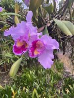 Weihnachts- & Silvesterreise Südtirol:  Orchideenwelt  Gargazon