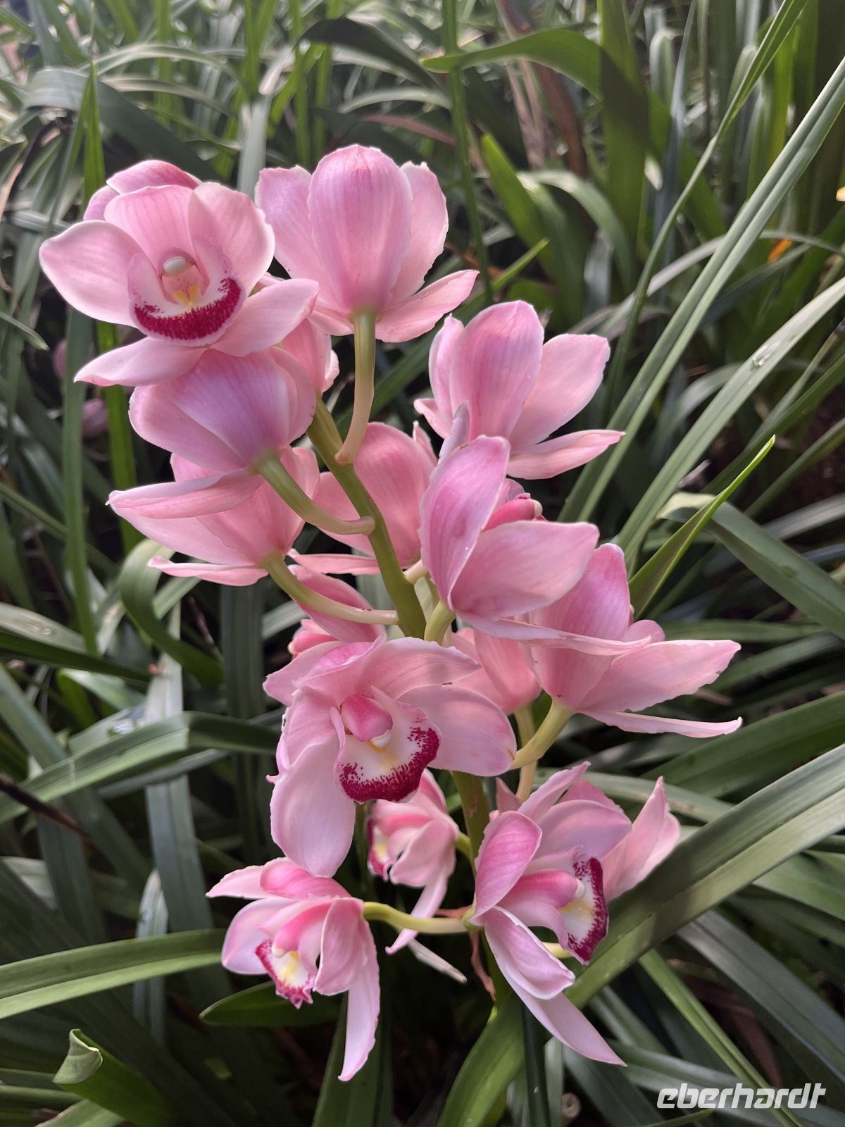 Weihnachts- & Silvesterreise Südtirol:  Orchideenwelt  Gargazon