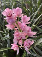 Weihnachts- & Silvesterreise Südtirol:  Orchideenwelt  Gargazon