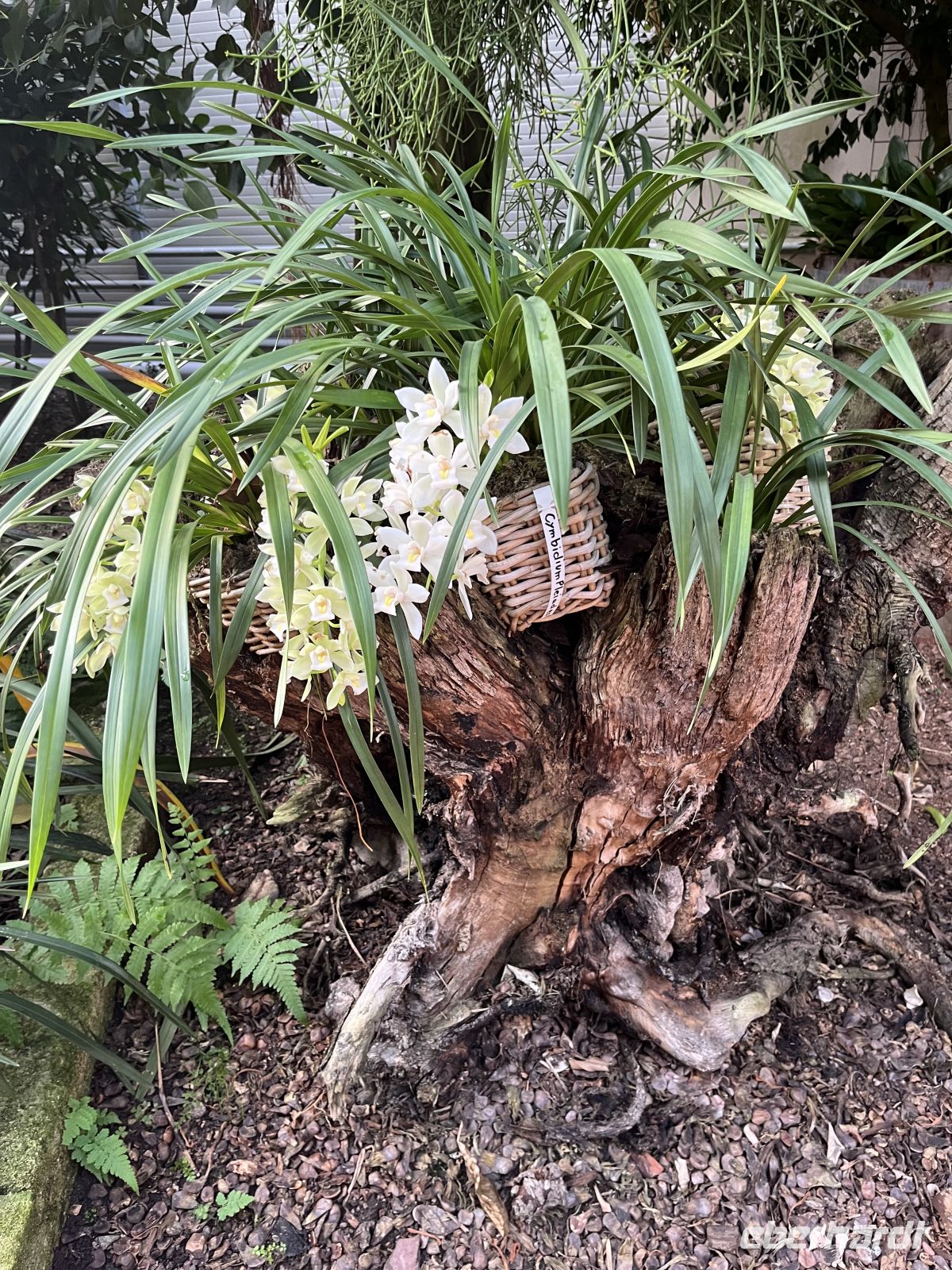 Weihnachts- & Silvesterreise Südtirol:  Orchideenwelt  Gargazon