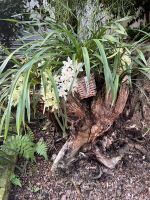 Weihnachts- & Silvesterreise Südtirol:  Orchideenwelt  Gargazon