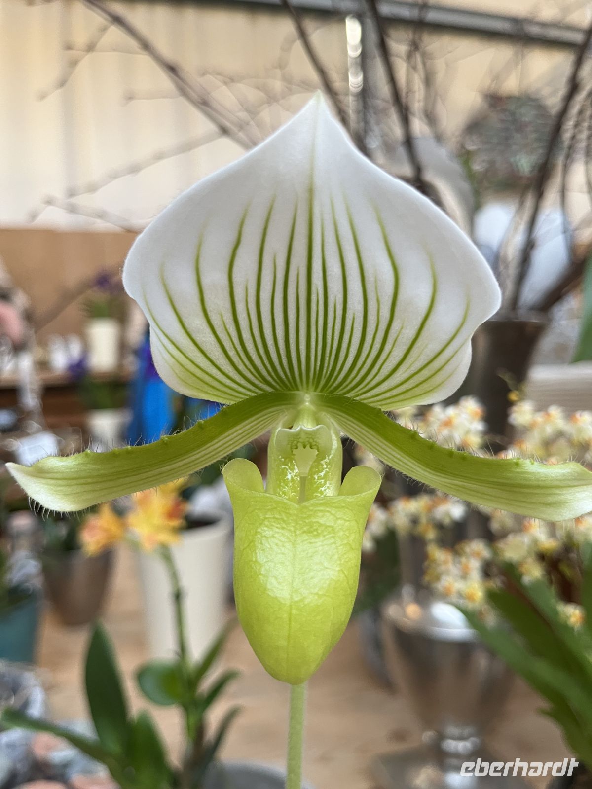 Weihnachts- & Silvesterreise Südtirol:  Orchideenwelt  Gargazon