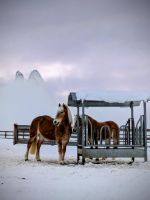 Pferde auf der Bergstation Kompatsch 
