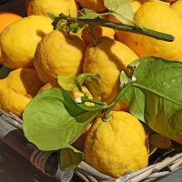 Zitronen allgegenwärtig &ndash; &copy; Inge Bily (Eberhardt TRAVEL)