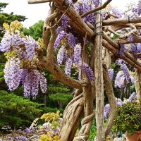 Capri: Rundgang mit Katia &ndash; &copy; Inge Bily (Eberhardt TRAVEL)