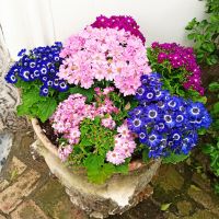 Anacapri: Rundgang &ndash; &copy; Inge Bily (Eberhardt TRAVEL)