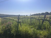 Weinverkostung  &ndash; &copy; Daniela Paulan (Eberhardt TRAVEL)