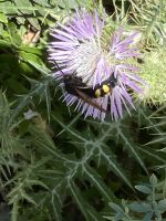 Sympiose &ndash; &copy; Mathias Schirmer (Eberhardt TRAVEL)