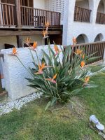 Strelizie  &ndash; &copy; Mathias Schirmer (Eberhardt TRAVEL)