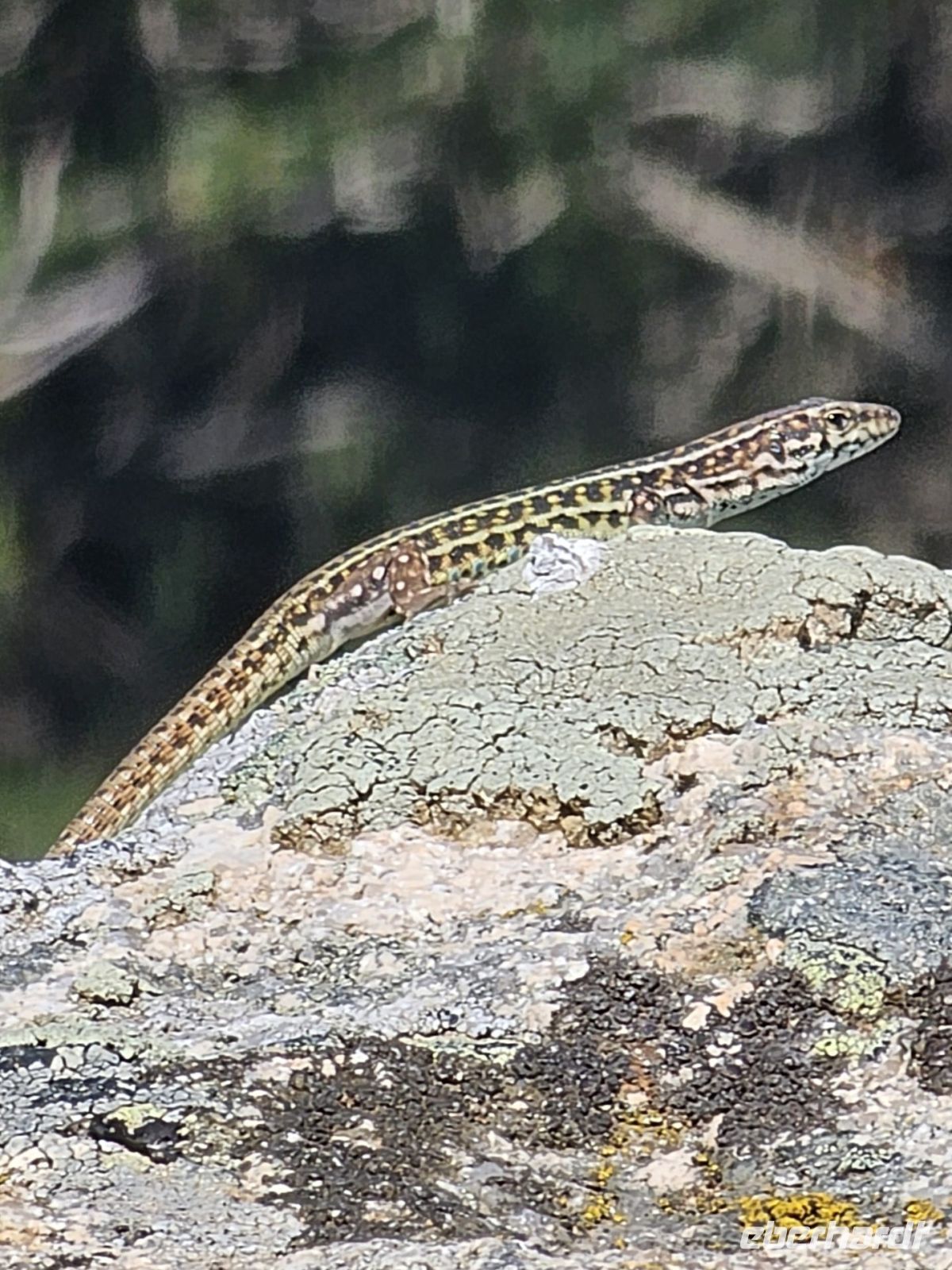 auch Tiere &ndash; &copy;  (Eberhardt TRAVEL)