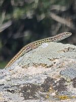 auch Tiere &ndash; &copy; Mathias Schirmer (Eberhardt TRAVEL)