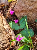 Alpenveilchen abseits der Alpen &ndash; &copy; Mathias Schirmer (Eberhardt TRAVEL)