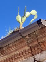 Dachbegrünung &ndash; &copy; Mathias Schirmer (Eberhardt TRAVEL)