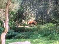 …auch Kühe &ndash; &copy; Mathias Schirmer (Eberhardt TRAVEL)