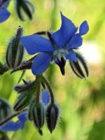 Borretsch &ndash; &copy; Mathias Schirmer (Eberhardt TRAVEL)