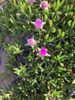 Blüten über Blüten &ndash; &copy; Mathias Schirmer (Eberhardt TRAVEL)