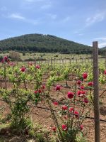 im Weinberg &ndash; &copy; Mathias Schirmer (Eberhardt TRAVEL)