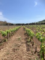 der Weinberg &ndash; &copy; Mathias Schirmer (Eberhardt TRAVEL)