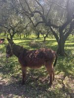 Der mag uns. &ndash; &copy; Daniela Paulan (Eberhardt TRAVEL)