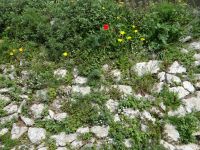 Eine der unzähligen Trockenmauern der Küste. Hier gedeihen Rosmarin, Oregano und unzählige weitere Kräuter und Blumen. &ndash; &copy; Vivian Kreft (Eberhardt TRAVEL)