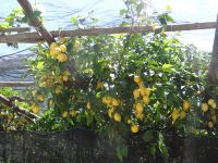 Auch bei den Zitronen gibt es 