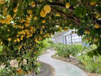 3. Tag: Führung durch den Zitronengarten „Oscar Tintori“ &ndash; &copy; Andreas Wolfsteller (Eberhardt TRAVEL)