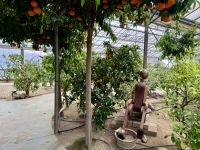 3. Tag: Führung durch den Zitronengarten „Oscar Tintori“ &ndash; &copy; Andreas Wolfsteller (Eberhardt TRAVEL)