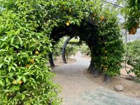 3. Tag: Führung durch den Zitronengarten „Oscar Tintori“ &ndash; &copy; Andreas Wolfsteller (Eberhardt TRAVEL)