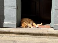 5. Tag: Stadtführung durch Lucca &ndash; &copy; Andreas Wolfsteller (Eberhardt TRAVEL)