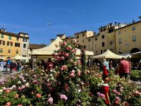 5. Tag: Stadtführung durch Lucca – Piazza dell'Anfiteatro &ndash; &copy; Andreas Wolfsteller (Eberhardt TRAVEL)