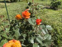 ...im Rosengarten (1) &ndash; &copy; Thomas Krupp (Eberhardt TRAVEL)