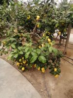 Zitrusgarten &ndash; &copy; Alicia Eckert (Eberhardt TRAVEL)