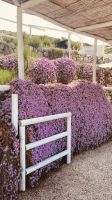 Capri.jpeg &ndash; &copy; Kerstin Engelhardt (Eberhardt TRAVEL)