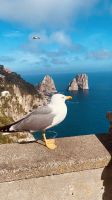 Capri-Möwe.jpeg &ndash; &copy; Kerstin Engelhardt (Eberhardt TRAVEL)