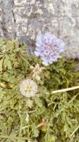Capri - Blumen.jpeg &ndash; &copy; Kerstin Engelhardt (Eberhardt TRAVEL)